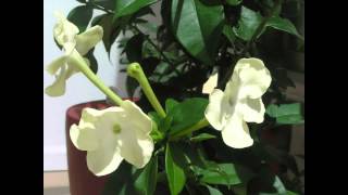 Princess of the Night Brunfelsia Lactea blooming timelapse [upl. by Alroi]