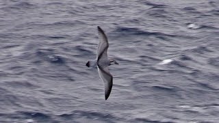 Broadbilled Prion Gough Island South Atlantic April 2018 [upl. by Ecela]