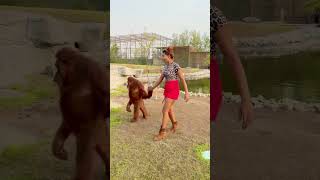 Long drive pe ja rahe h hum animallover zoo tiger lion dubai dubailife love birds [upl. by Robinette]