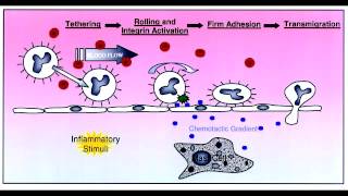 Leukocyte Extravasation  Rolling Tight Binding Diapedesis amp Migration [upl. by Lourie]