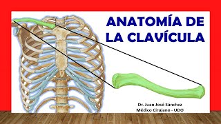 🥇 Anatomia de la CLAVÍCULA ¡Fácil Rápida y Sencilla [upl. by Ailisab]