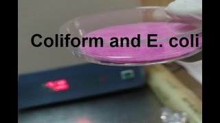 شرح I خطوات طريقة فحص بكتيريا I Coliform and E coli في الماء بطريقة الميديا الجاهزة [upl. by Ammeg]