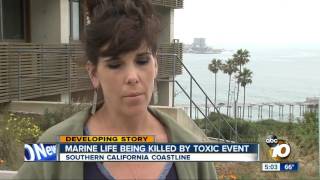 Marine life being killed by toxic event [upl. by Amabelle]