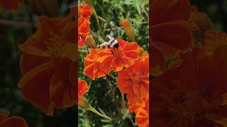 Bumblebee amp Flowers  भँवरा  Relexing Moment  relaxingmusic yt youtubeshorts RakeshChauhan7 [upl. by Hamachi]