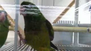 Canary Winged Parakeet amp Aztec Conure [upl. by Annoid]