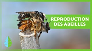 Comment se REPRODUISENT les ABEILLES  🐝  Curiosités sur les Abeilles [upl. by Odnumde554]