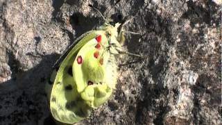 LApollon Parnassius apollo au bord du Jabron [upl. by Einnel819]