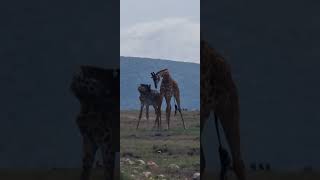 Teenagers fighting giraffes wildlife animals [upl. by Bertram]