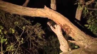 Leopardo caça um macaco e depois passa a cuidar do filhote de sua presa [upl. by Adnamaa598]