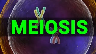 Meiosis 3D  Meiosis cell division I Meiosis and Mitosis Prophase Anaphase I Meataphse  Telophase [upl. by Isak]