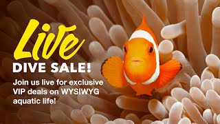 LiveAquaria® Live Dive Sale – 090924 [upl. by Ettegroeg]