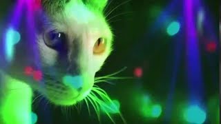 meow meow full dj remix 😹 [upl. by Ardrey]