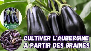 Faire pousser des aubergines à partir des graines Culture de lAubergine [upl. by Zakarias]