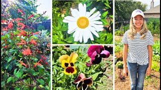 Growing FLOWERS from SEED Pansies Cedar sage and Shasta daisies time lapse [upl. by Hughie129]