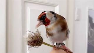 Goldfinch Thistle Acrobatics [upl. by Mairim]