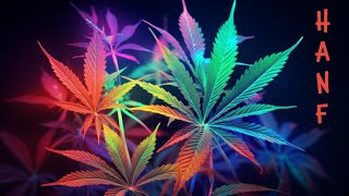 Was ist Cannabis und welche Wirkungen hat die Droge [upl. by Ecyaj]