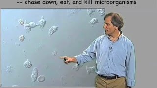 Macrophage video  Ira Mellman Genentech [upl. by Kone]