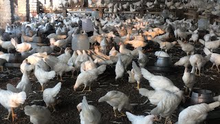 Pakistan Poultry Farm  Pakistan Production  Pakistan farming  part 3 [upl. by Nelrsa]