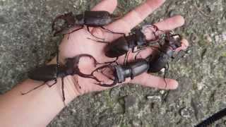 GIANT Lucanus cervus  Stag Beetle  Hirschkäfer [upl. by Nipsirc]