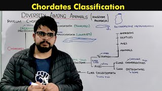 Classification of Chordates Kingdom Animalia [upl. by Noami]