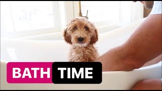 Puppy’s FIRST Bath  Dogs take over the Vlog  The LeRoys [upl. by Odrick]