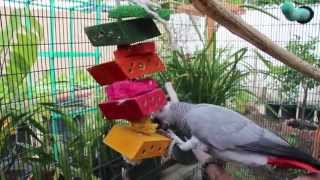 Recommended Products for Your Parrot [upl. by Nivanod662]