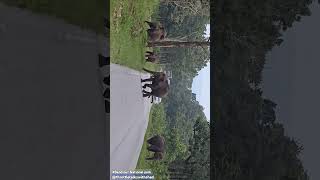 Bandipur National Park  Elephant blocks the road elephantcamp forestelephant elephantcorridor [upl. by Asoral]