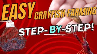 Ultimate Crayfish Harvesting Masterclass From Setup to Harvest [upl. by White227]