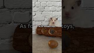 How To Prevent Mite Infestation In Your Hamstershorts hamsters hamstercare mitesprevention pets [upl. by Fagen423]