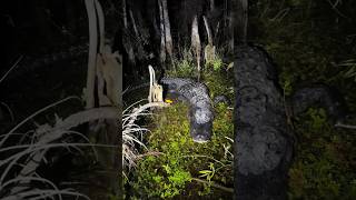 Looking for a 20 foot python floridaevergladesviralwildlifesnakeyoutubealligatorcrocodile [upl. by Enrev217]