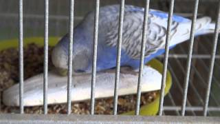 BudgieParakeet Eating Cuttle Bone [upl. by Elias]