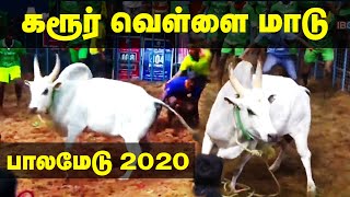 Karur Vellai Maadu  Avaniyapuram Jallikattu 2020  கரூர் வெள்ளை மாடு  அவனியாபுரம்  SP Kumar Maadu [upl. by Nalda403]