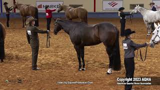 2023 AQHA World Championship Show Select Performance Halter Geldings [upl. by Gustave]