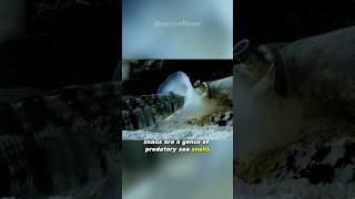 Cone Snail  Deadly Venomous Predator [upl. by Kiona]