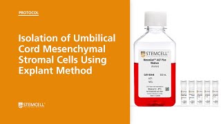 Isolation of Umbilical Cord Mesenchymal Stromal Cells Using Explant Method [upl. by Stinson372]