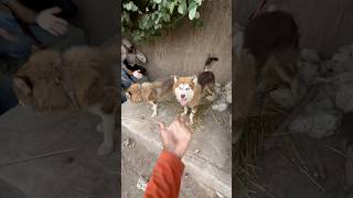 Husky dog kay babies aa gay dog [upl. by Sikata]