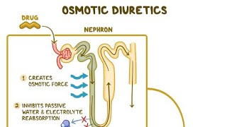 Pharmacology of Diuretics Osmotic Diuretics [upl. by Sale]