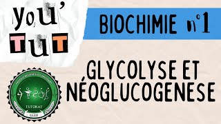 📚YOUTUT📚BIOCHIMIE LA GLYCOLYSE ET NEOGLUCOGENESE 🧪🧫 [upl. by Francisco10]