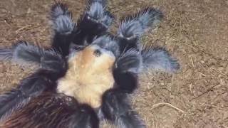 Sub Adult Female Brachypelma Albiceps Mexican Golden Red Rump Feeding [upl. by Elinor]