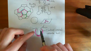 Clathrin Mediated Endocytosis and The Endocytic Pathway Part 4 [upl. by Fern742]