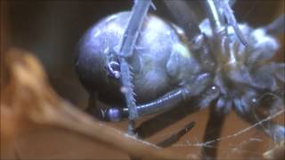 Southern House Spider Cribellum in Action [upl. by Askwith]