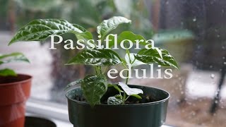 Amazing Timelapse of a Passion Fruit plant Passiflora Edulis with Sony A6000 [upl. by Cooley]