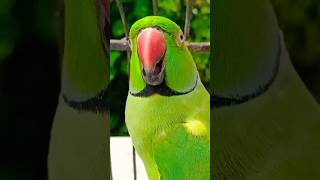 Hi Hi Hi 🦜🦜😂🦜🦜funny comedy monkye fun comedyfilms [upl. by Yeliac]