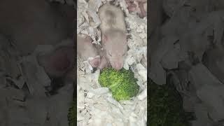 Baby rats sampling broccoli [upl. by Marelda]