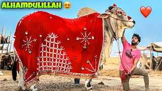 ALHAMDULILLAH JANWAR PASAND AGAYA😍  COW MANDI VLOG  MISHKAT KHAN [upl. by Thebault]