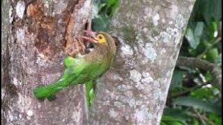 Red  Headed Barbet building a nest on a tree trunk [upl. by Chaim103]