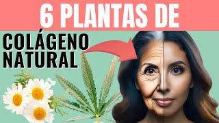 Estas 6 Plantas de la Juventud te Regresan el Colágeno de la Piel y Te Ayudan con Tu Memoria [upl. by Eicyal]