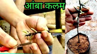 आंबा कलम  सिंगल बाटा कलम grafting ideas [upl. by Orvie160]