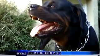 ROTTWEILER PERICOL PUBLIC [upl. by Metah]