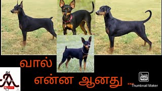 Dog tail dockingtaggingcutting  tamil  jayam ideas  jayam pets  minpin puppy for sale [upl. by Relyat303]